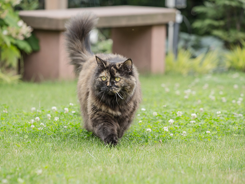Mèo Anh Lông Dài - British Longhair