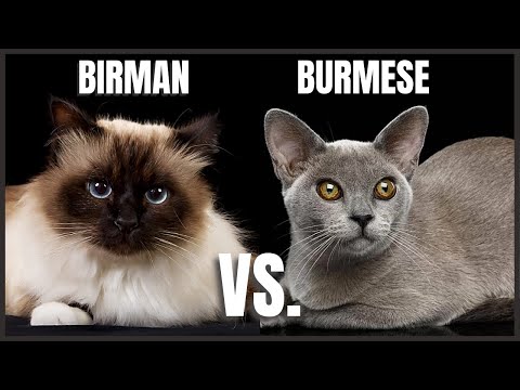 Các loại mèo trên thế giới - So sánh giữa mèo Birman and Burmese