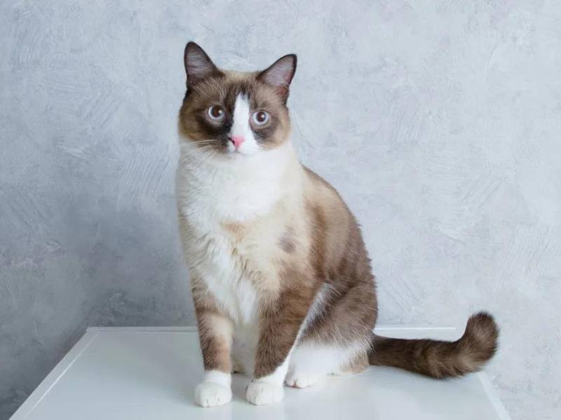 Mèo Tất Trắng - Snowshoe Cat