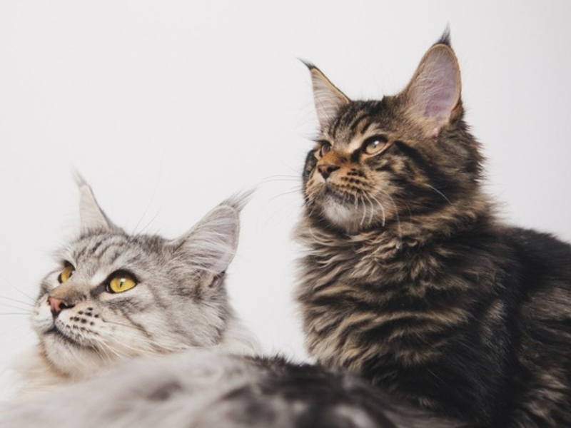 Cách Dùng Thuốc Nhỏ Trị Ve Mèo - Thuốc nhỏ gáy trị rận cho mèo