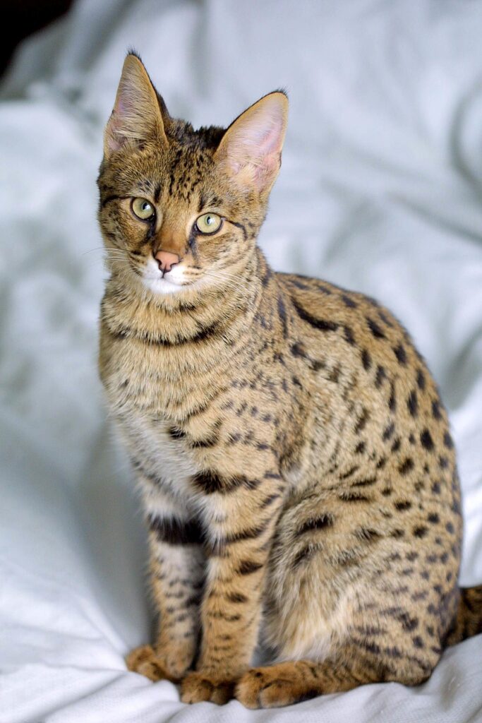 Mèo Savannah - Những Giống Mèo Đắt Nhất Thế Giới!