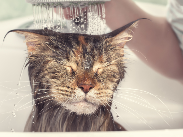 Tham khảo ngay cách tắm cho mèo con đơn giản với nuoithucung.com.vn