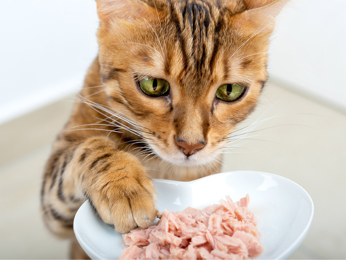 Mèo ăn gì? Tốt nhất chỉ nên cho mèo ăn các loại đạm từ động vật