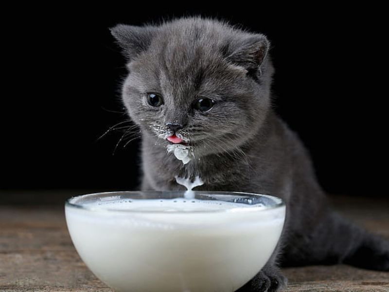 Sữa cho mèo. Mèo uống sữa có tốt không?