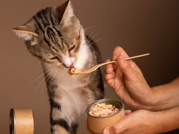 Thức Ăn Ướt Cho Mèo