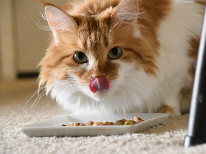 Thức ăn cho mèo - Mèo không nên ăn gì?
