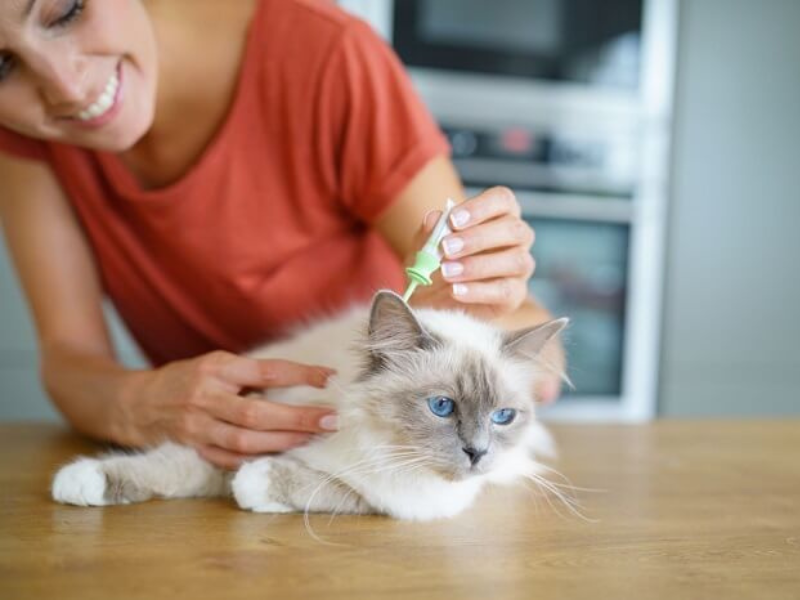 Cách Dùng Thuốc Nhỏ Trị Ve Chó Mèo - Cover Photo