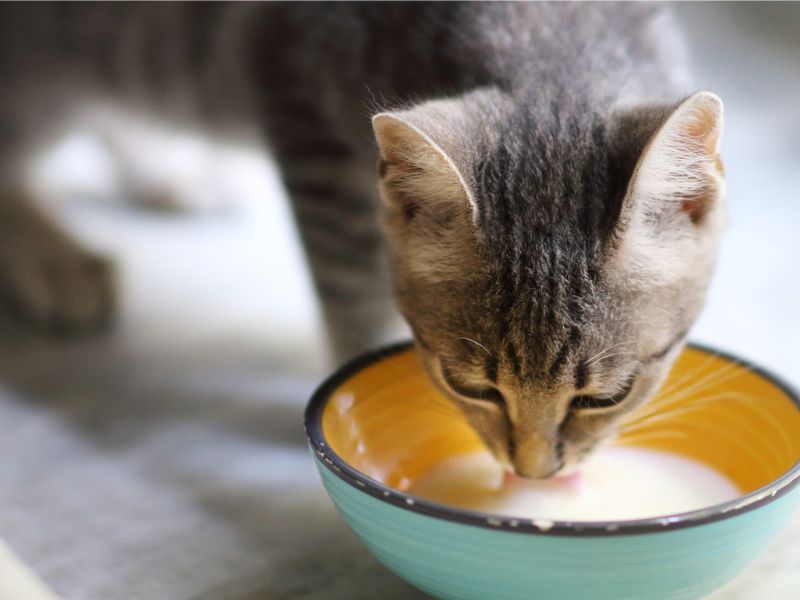 Tổng Hợp 7 Loại Sữa Cho Mèo Con Tốt Nhất