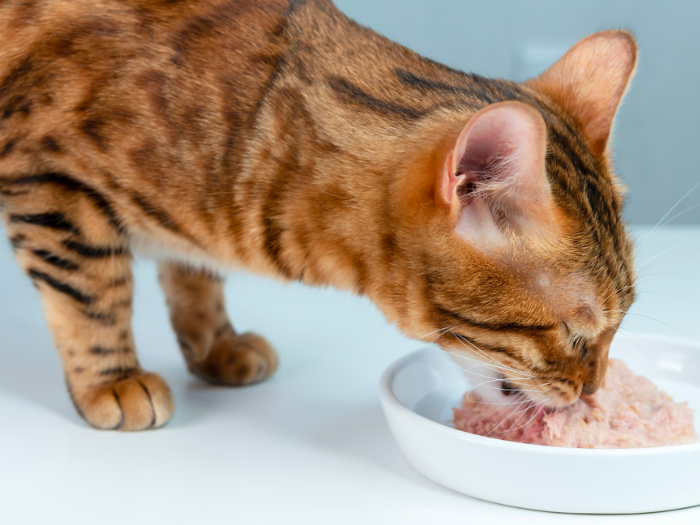 Thức Ăn Ướt Cho Mèo - Các loại thức ăn ướt chính của mèo