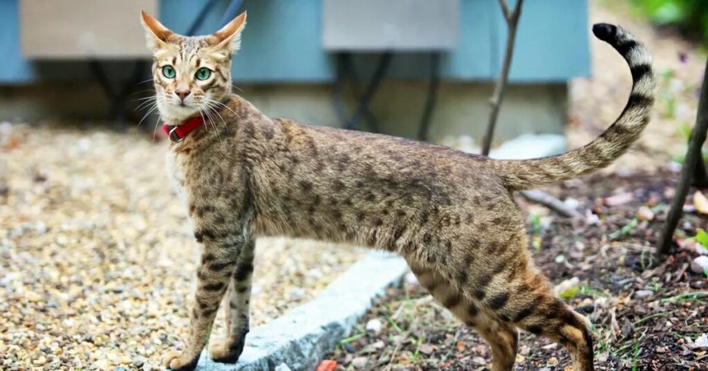 Mèo Ashera - Những Giống Mèo Đắt Nhất Thế Giới!