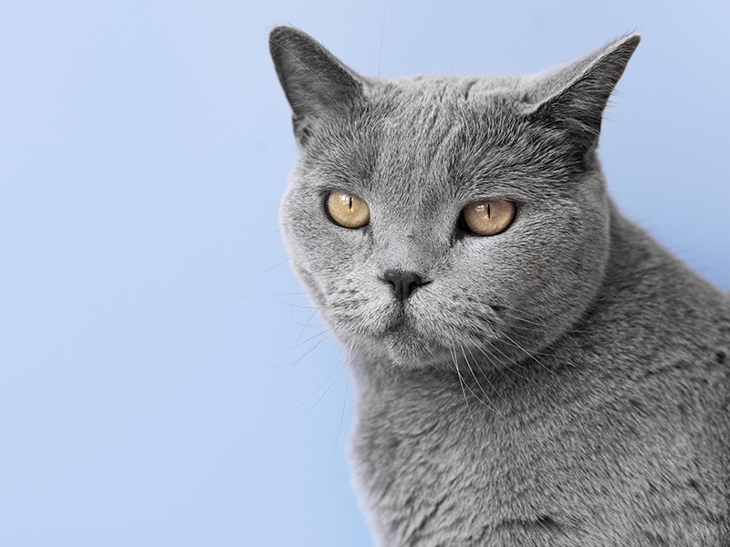 Russian Blue - Những giống mèo đắt nhất thế giới