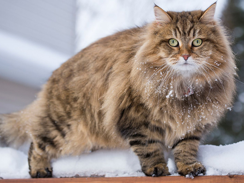 Mèo Siberia - Những Giống Mèo Đắt Nhất Thế Giới!