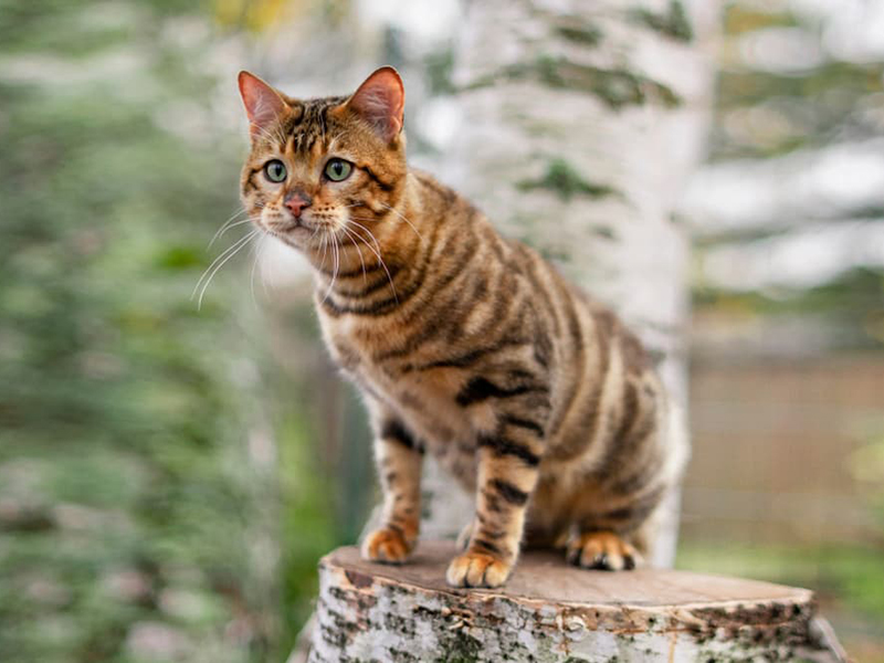 Mèo Toyger - Những Giống Mèo Đắt Nhất Thế Giới!