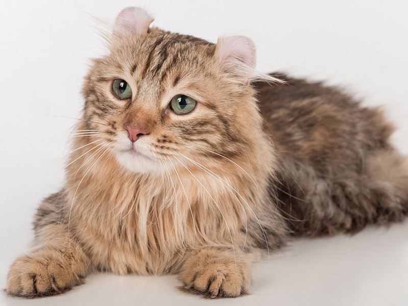 Mèo tai xoắn American Curl - Những giống mèo đắt nhất thế giới