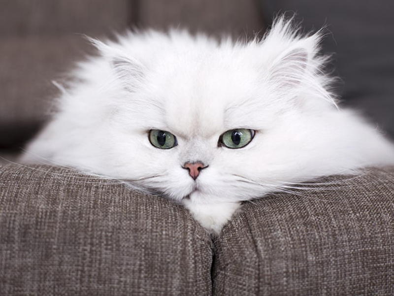 Mèo Ba Tư - Những Giống Mèo Đắt Nhất Thế Giới!