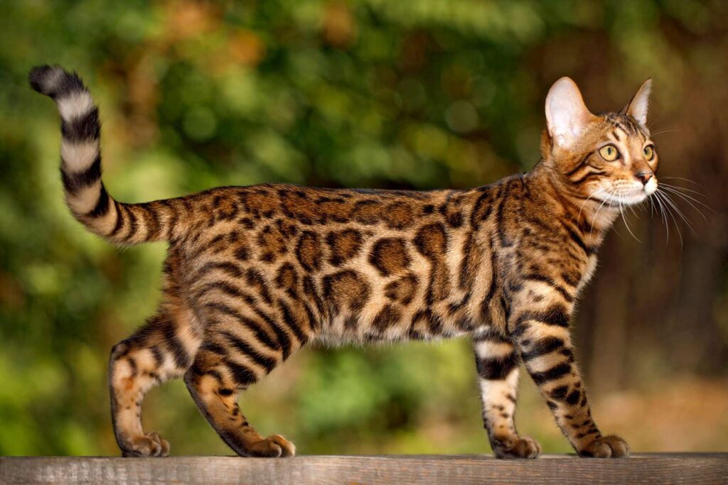 Mèo Bengal - Những Giống Mèo Đắt Nhất Thế Giới!