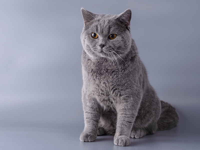 British Shorthair - Những giống mèo đắt nhất thế giới