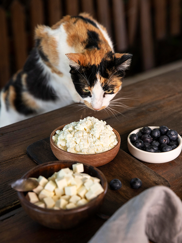 Mèo Anh Lông Ngắn ăn rau gì? Tốt nhất, không nên cho mèo ăn rau.