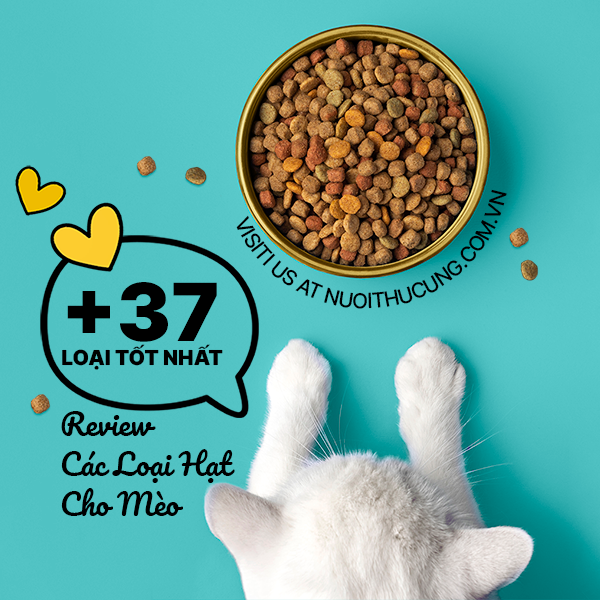 Review các loại hạt cho mèo | 37+ các loại hạt tốt cho mèo tốt nhất