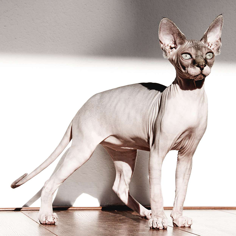 Mèo Sphynx - Những Giống Mèo Đắt Nhất Thế Giới!