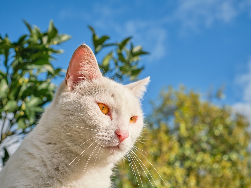 Mèo phơi nắng làm gì? Tổng hợp 10 lợi ích