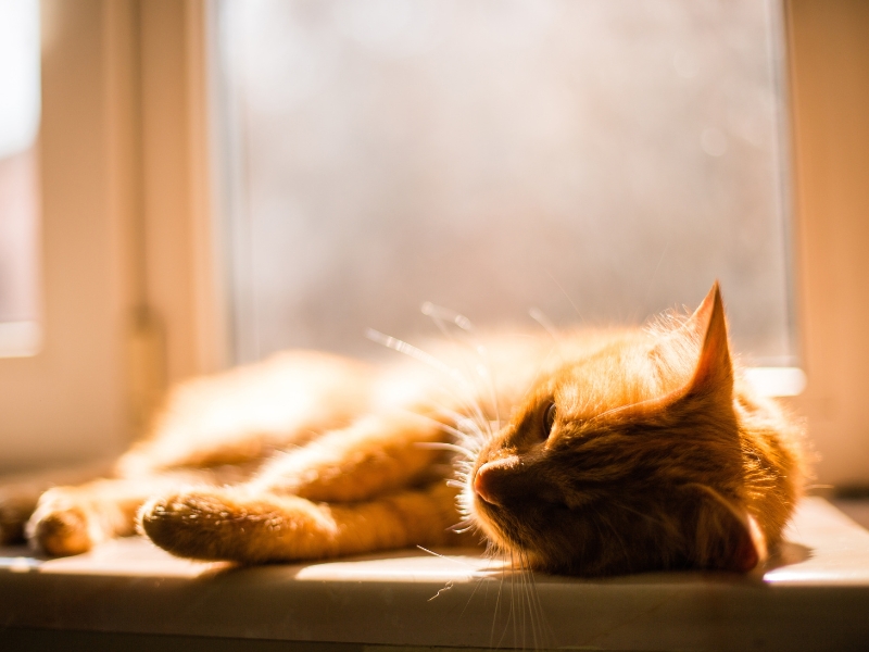 Mèo phơi nắng để làm gì? Mèo phơi nắng thường xuyên có rất nhiều lợi ích tốt cho sức khoẻ!