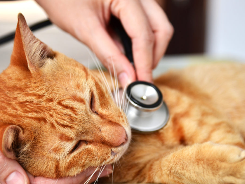 Bệnh FIP ở mèo | Tổng quan, cách điều trị và phòng ngừa mới nhất 2024