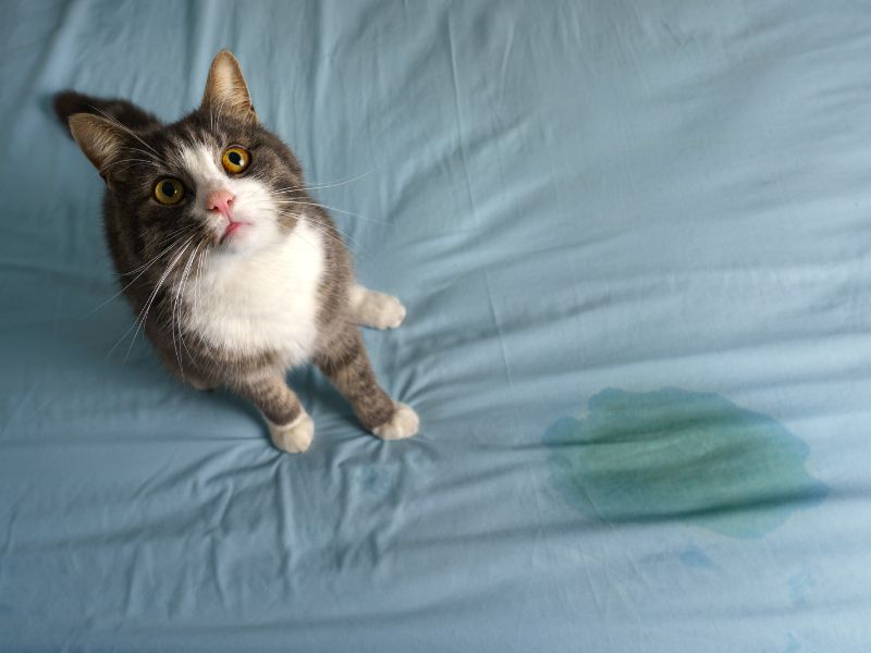 Mèo khó đi vệ sinh | Tổng hợp 10 triệu chứng khó tiểu cần lưu ý