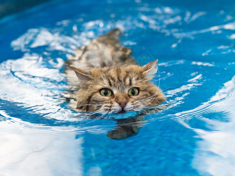 Tại sao mèo sợ nước? Tổng hợp 6 lý do cập nhật 2024