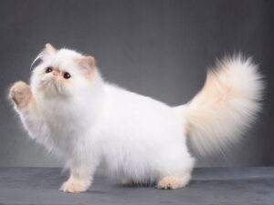 Mèo Ba Tư | Persian Breed | Thông tin mới nhất 2024