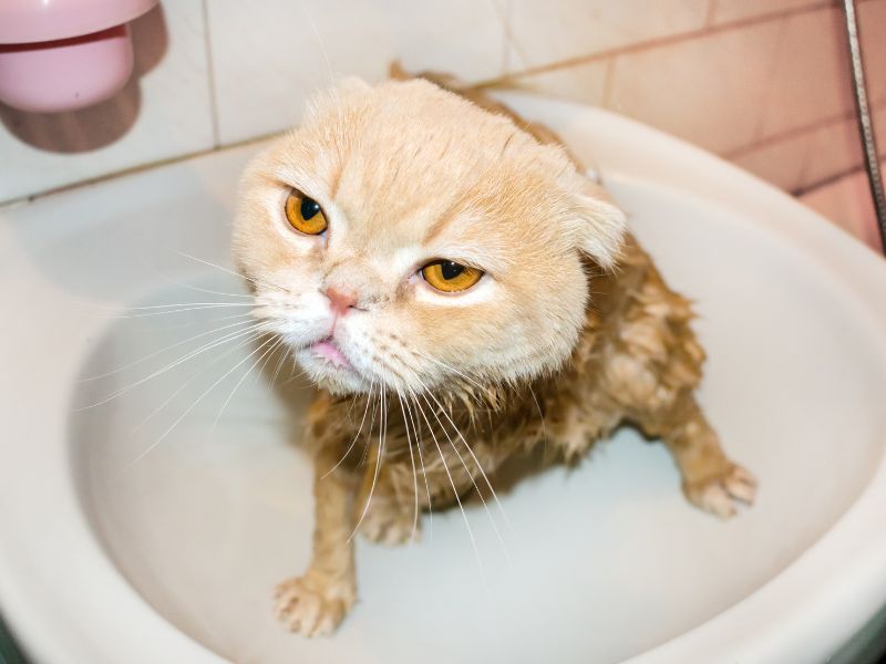 Lời khuyên khi tắm cho mèo! Chắc chắn rằng không ai thích bị mèo cào rồi!