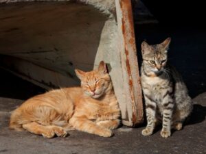 Cách nuôi mèo hoang - Chăm sóc mèo hoang có khó không