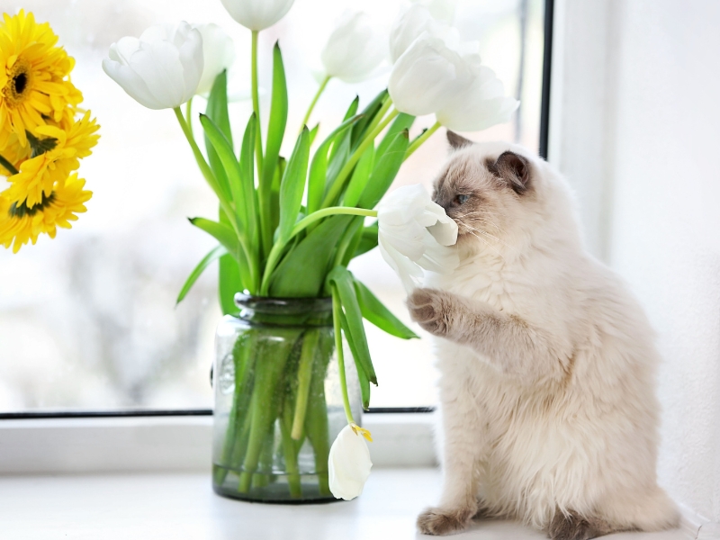 Mèo sợ mùi gì nhất? Top 7 mùi hương mèo ghét nhất năm 2024