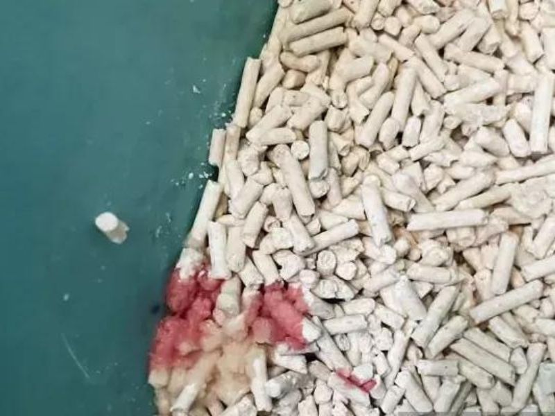 Mèo đi vệ sinh ra máu có nguy hiểm không? 9 dấu hiệu cần đưa mèo đi khám ngay!